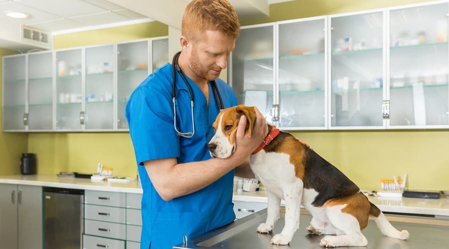 Top Qualities of a Professional Vet